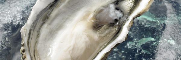 shell_oyster_opal_inspiration-58adb4bd5e54d8fd42b5c558ab4f303f.jpg